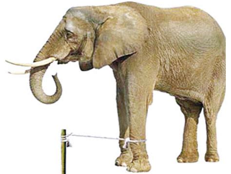 elephant tied with rope